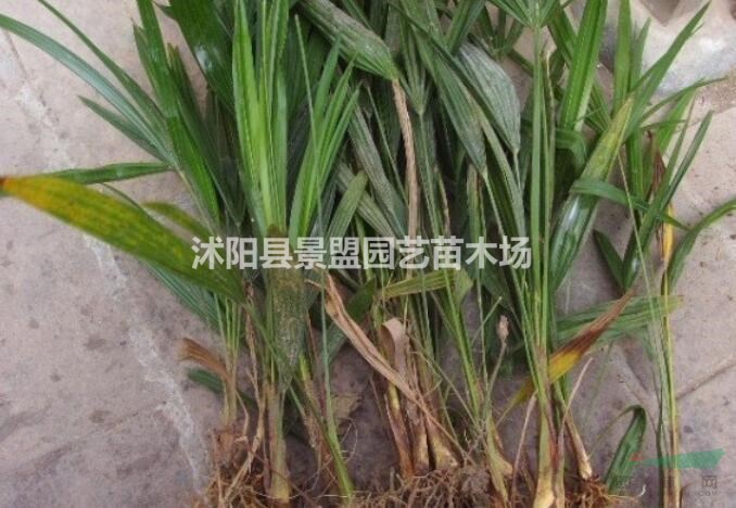 棕樹(shù)什么時(shí)候播種最好？