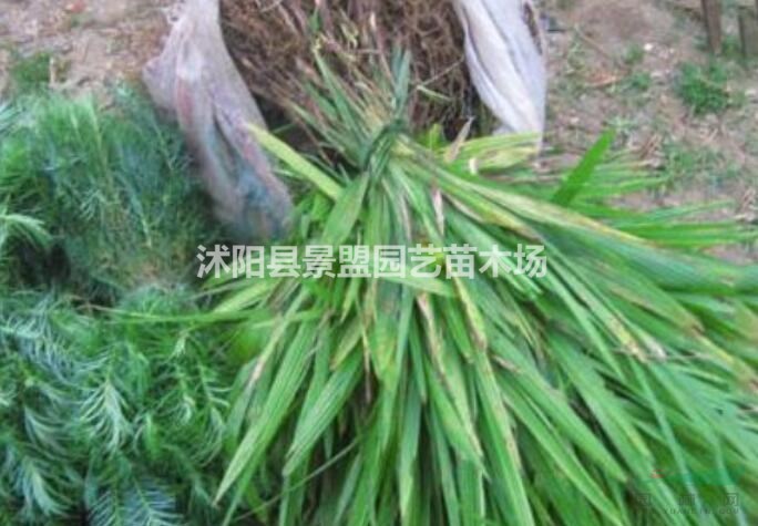 棕樹(shù)什么時(shí)候播種最好？