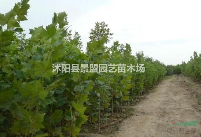 法桐種植技術(shù)方法