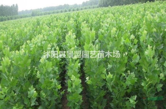 法桐種植技術(shù)方法