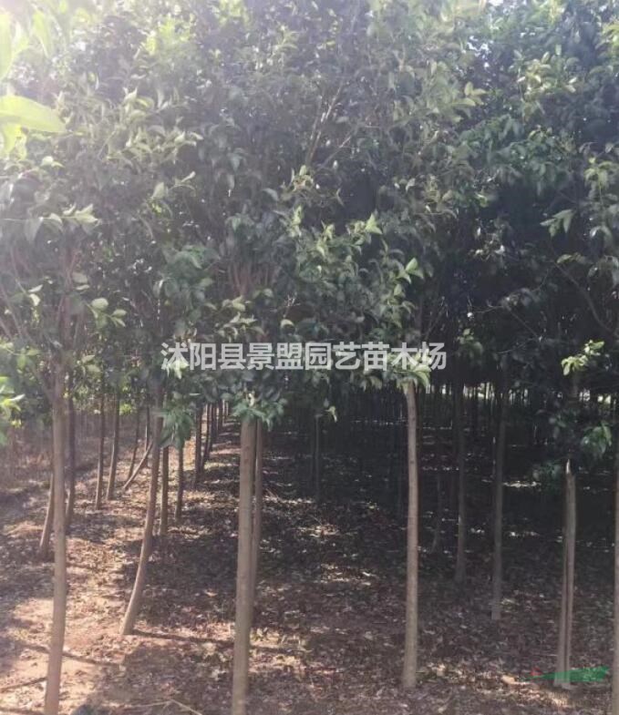 大葉女貞種植技術(shù)方法