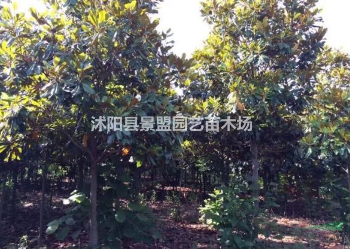 黑龍江哪里有賣廣玉蘭種子的？