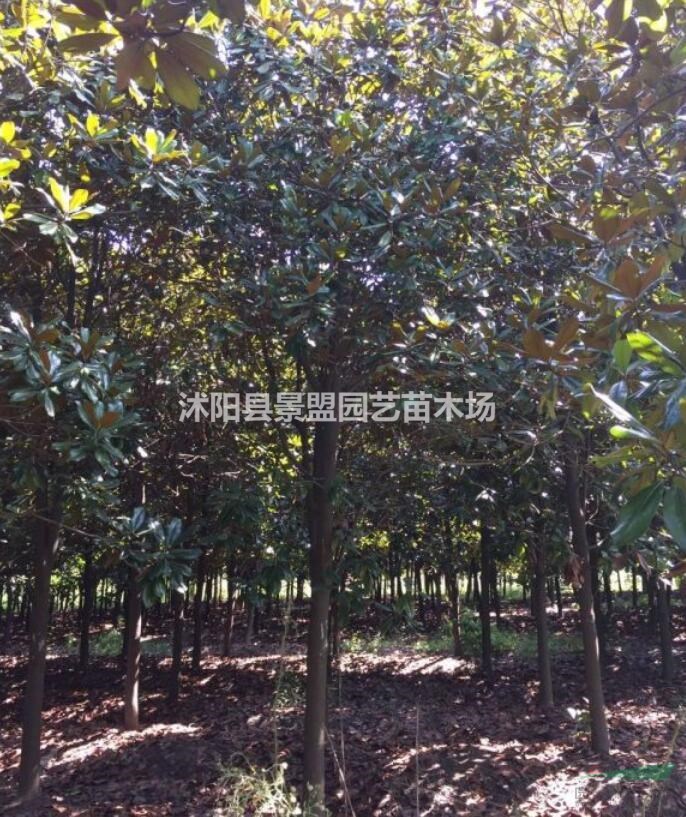 黑龍江哪里有賣廣玉蘭種子的？