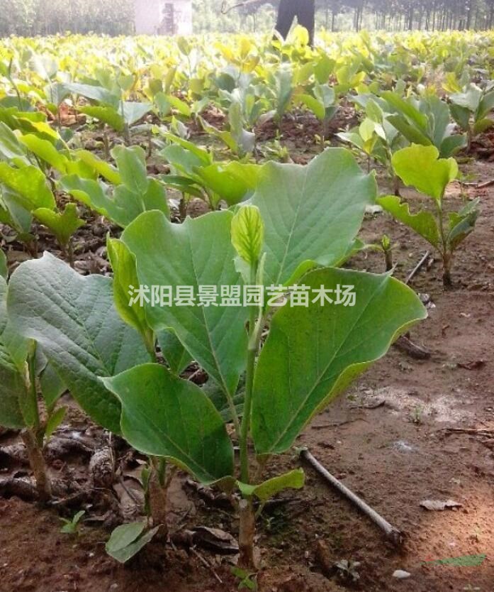 黃玉蘭花期是什么時(shí)候？