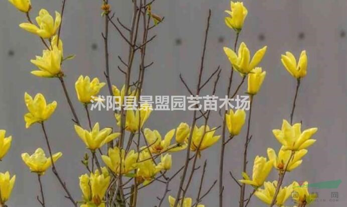 黃玉蘭花期是什么時(shí)候？