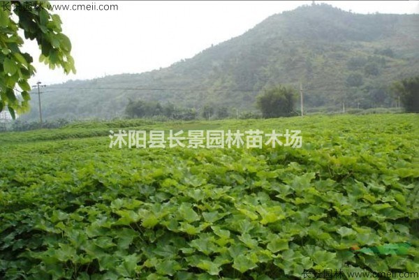 麻瘋種子