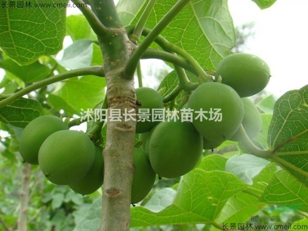 麻瘋種子