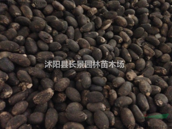 江蘇麻瘋種子多少錢一斤？