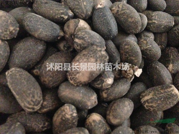 江蘇麻瘋種子多少錢一斤？