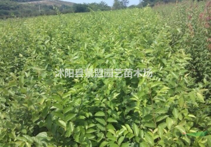 一斤櫸樹種子能出多少棵苗？