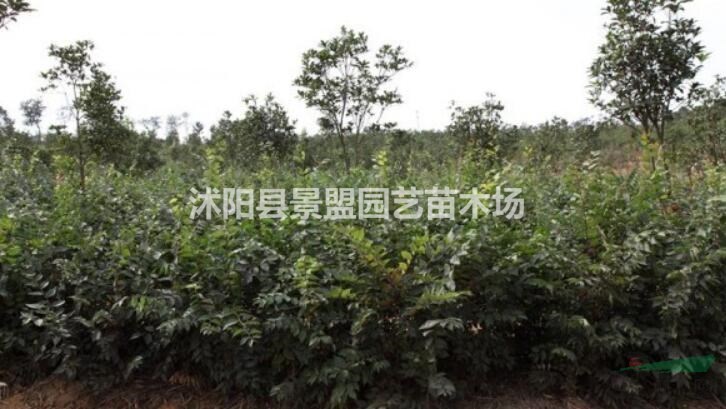 直徑18公分櫸樹多少錢一棵？。