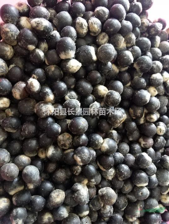 今年無患子種子多少錢一斤？