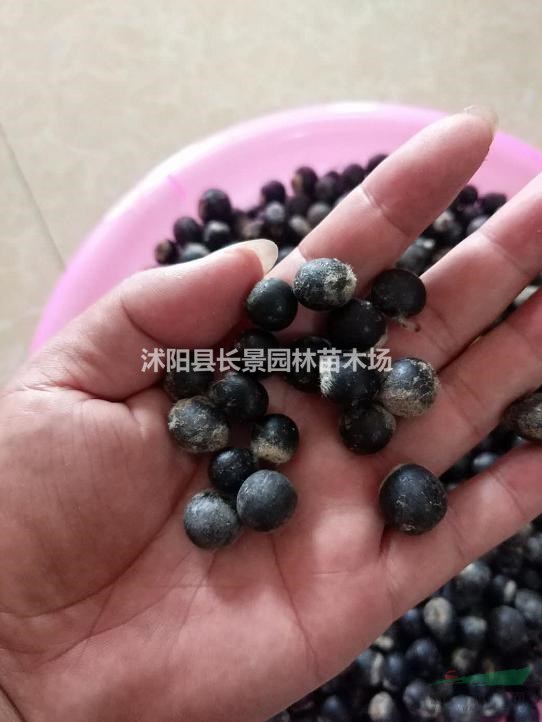 今年無患子種子多少錢一斤？