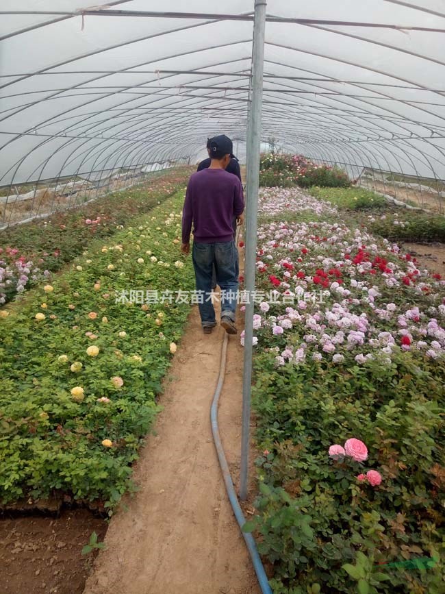 月季介紹 月季特征及生長習(xí)性