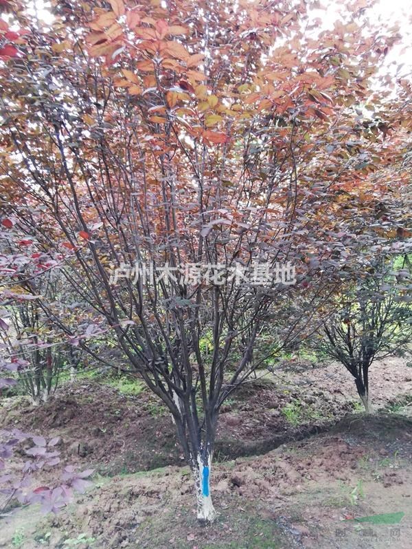 紅葉李價(jià)格