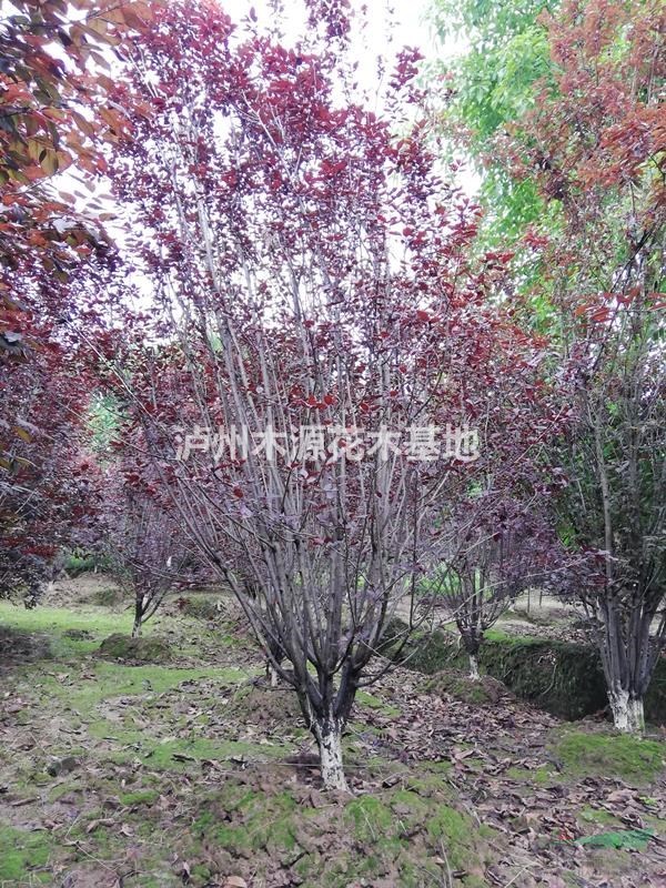 紅葉李價(jià)格