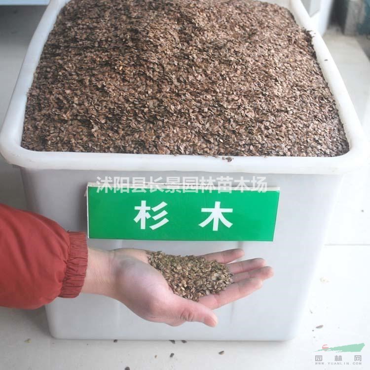 杉木種子哪里有賣的？杉木種子價(jià)格？