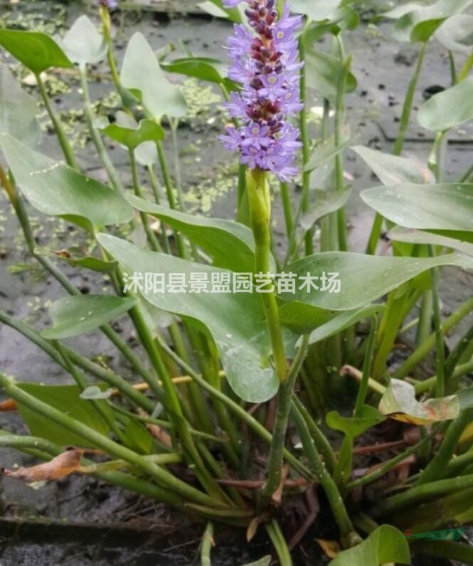 地被植物梭魚草種籽多少錢一斤？