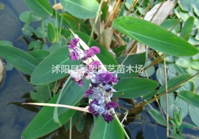 再力花種子今年什么價格？