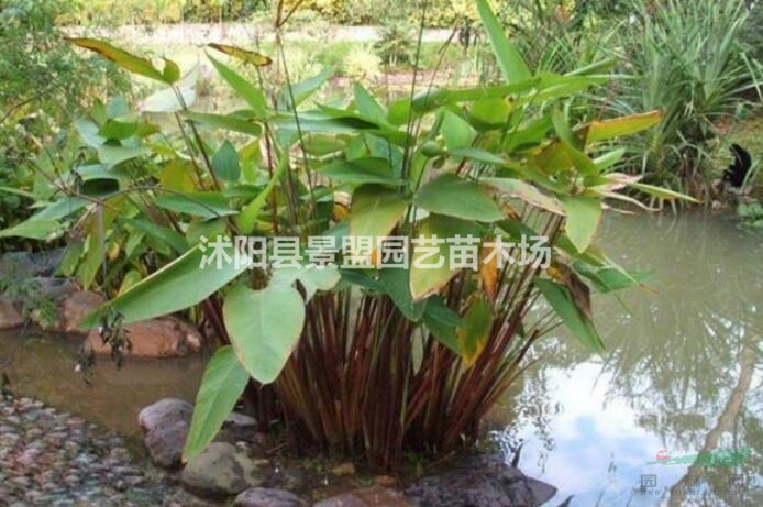 再力花種子今年什么價格？