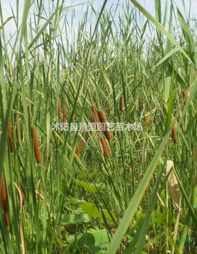 安徽適合種植水菖蒲嗎？