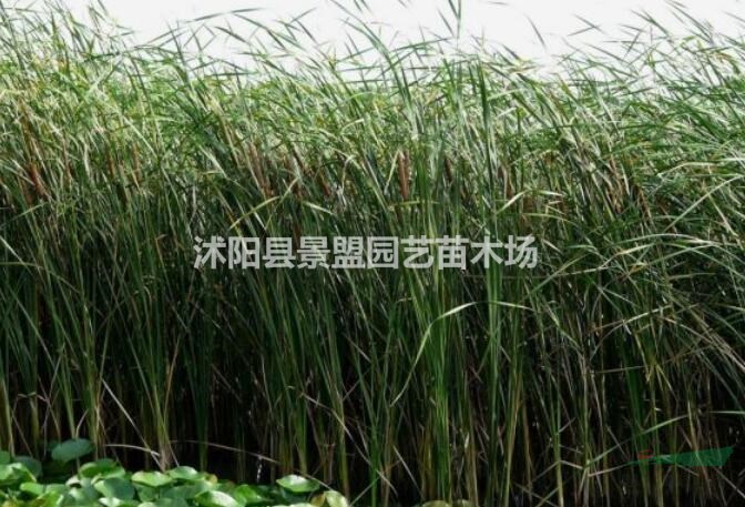 安徽適合種植水菖蒲嗎？