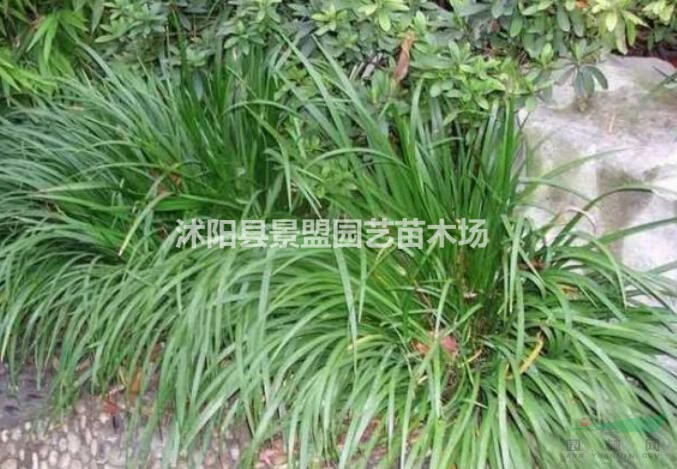 菖蒲能開多長時間的花？