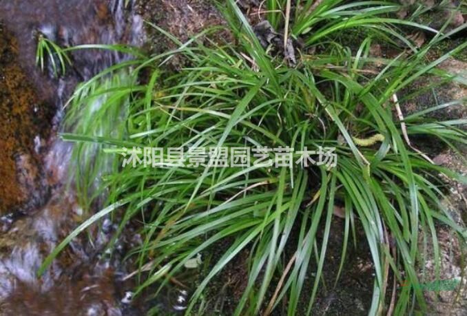 菖蒲能開多長時間的花？