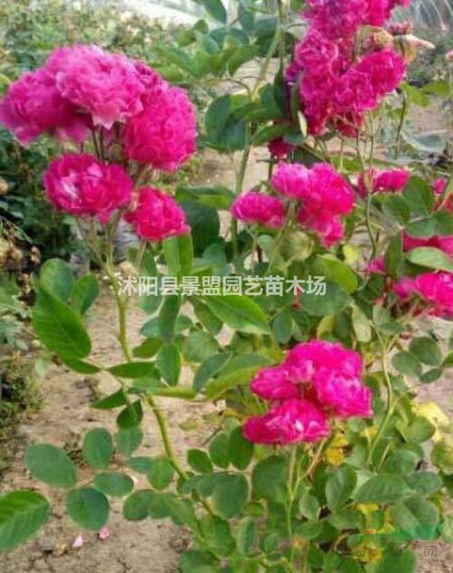 樹(shù)狀月季花苗批發(fā)哪家好？