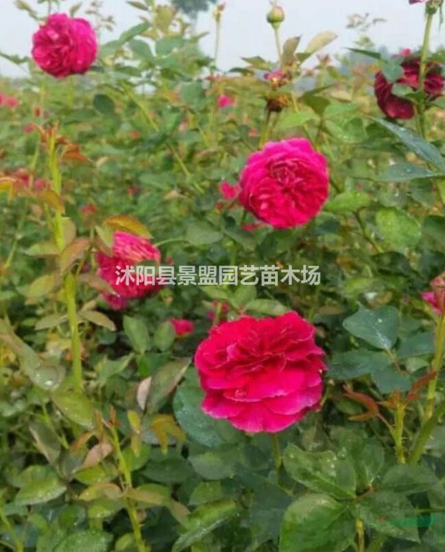 地栽的歐月開(kāi)花量怎樣，買回去要怎么養(yǎng)？
