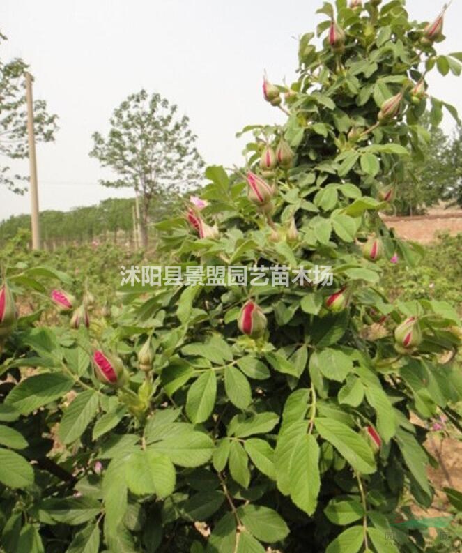 地栽的歐月開(kāi)花量怎樣，買回去要怎么養(yǎng)？