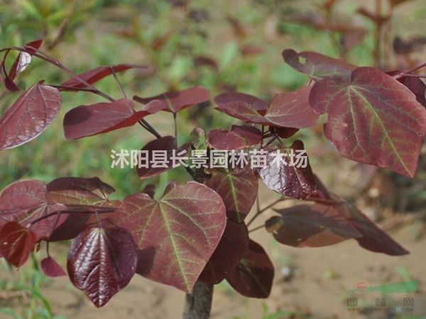 紅葉紫荊種子什么價(jià)格？