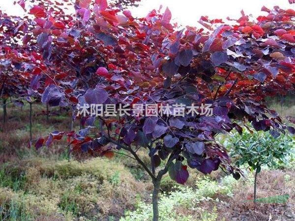 紅葉紫荊種子什么價(jià)格？