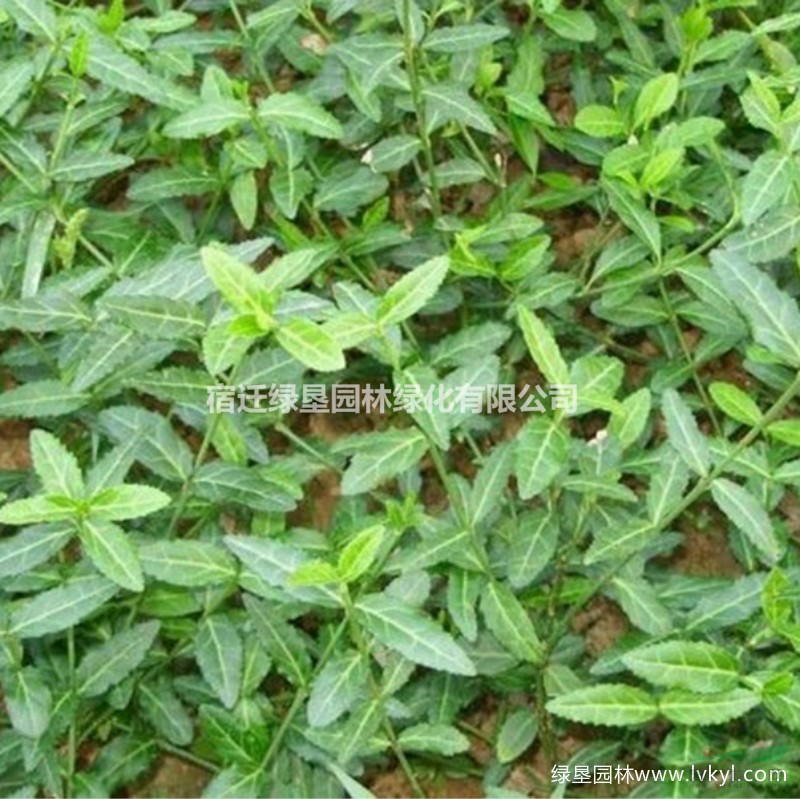 扶芳藤·扶芳藤圖片·扶芳藤種植基地