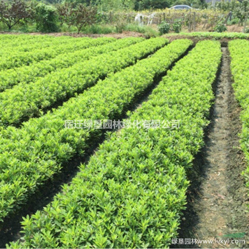 毛鵑·毛鵑圖片·毛鵑種植基地