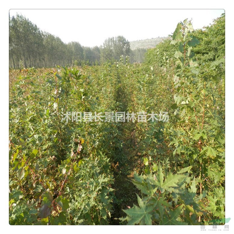 青楓種子多少錢一斤？種子應(yīng)該怎么播種？