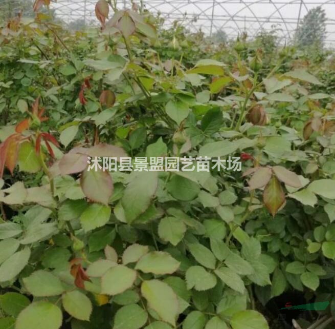 薔薇花種苗多少錢一株？