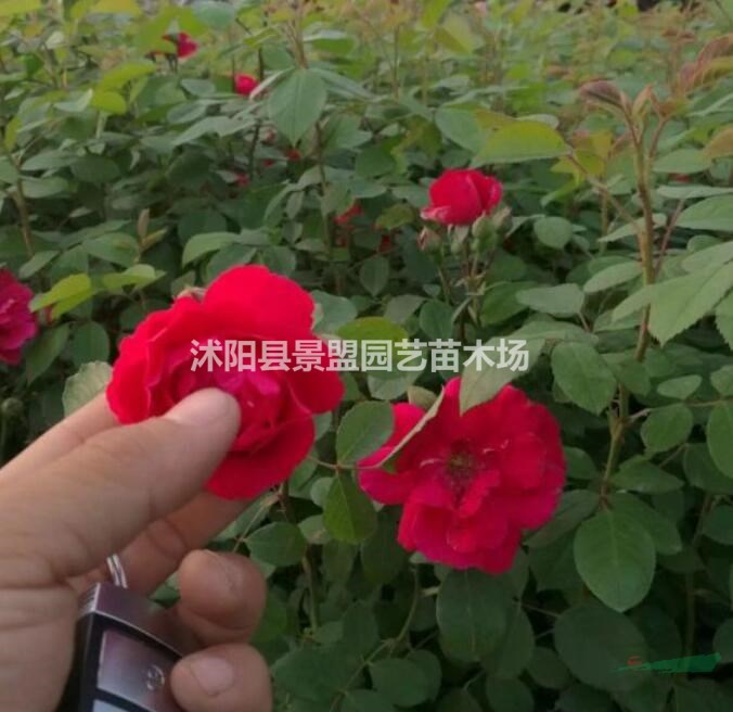 薔薇花種苗多少錢一株？