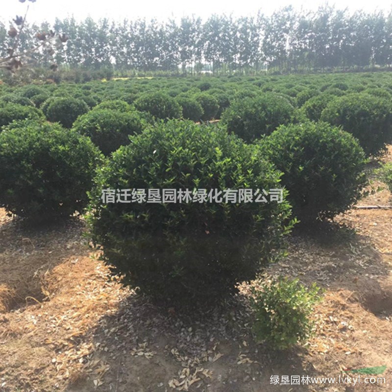 大葉黃楊球·大葉黃楊球圖片·供應(yīng)大葉黃楊