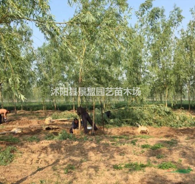 柳樹生長(zhǎng)速度快嗎？