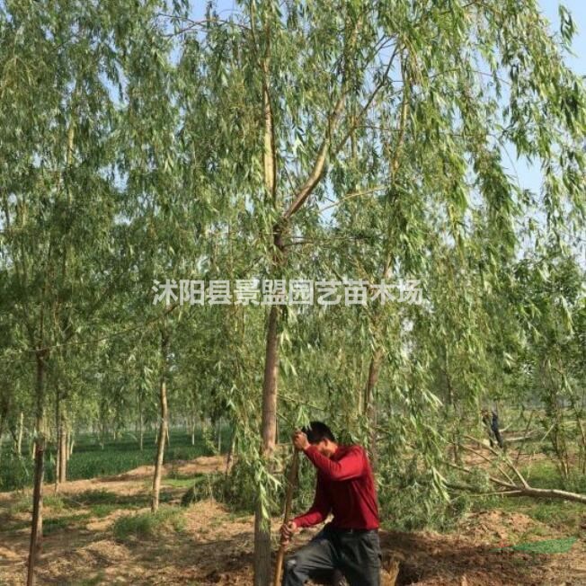 柳樹生長(zhǎng)速度快嗎？