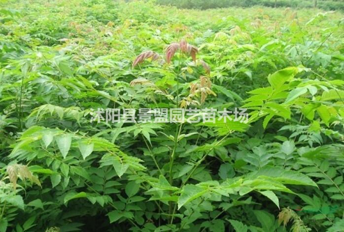 哪里有賣黃山欒樹種子的？