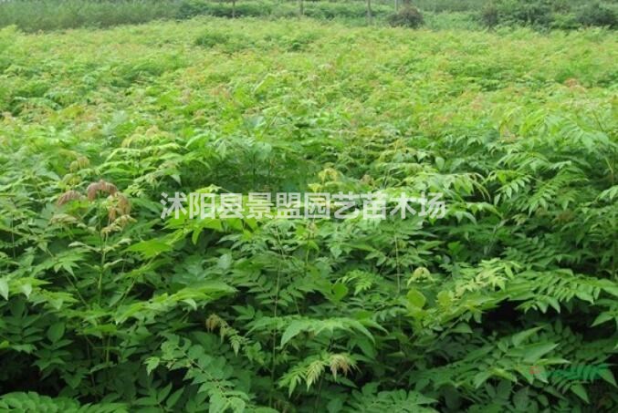 哪里有賣黃山欒樹種子的？