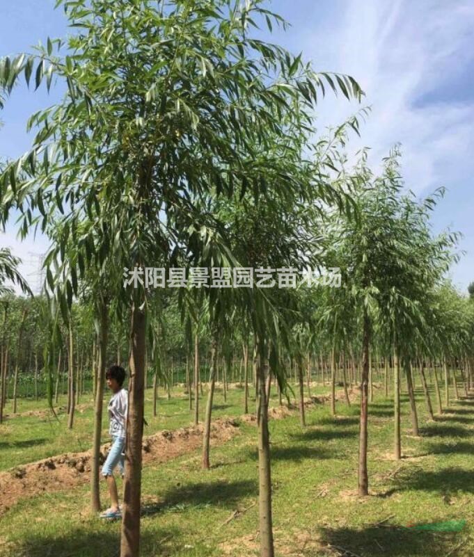 直徑15公分黃金柳多少錢一棵？