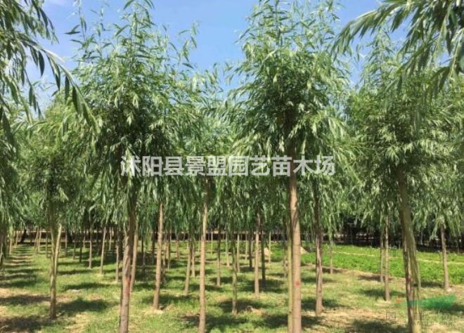 直徑15公分黃金柳多少錢一棵？