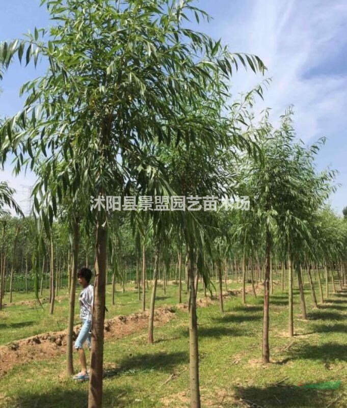 江西有種植黃金柳的基地嗎