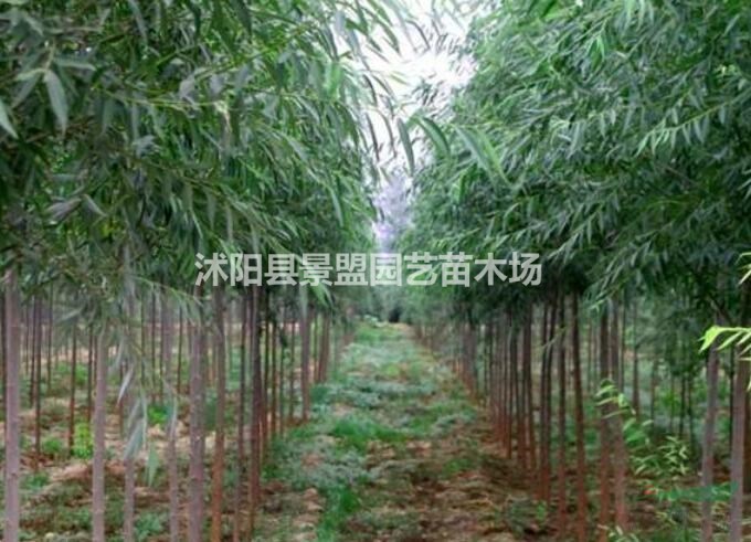 竹柳9月份可以種植嗎？