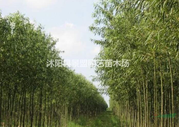 竹柳什么季節(jié)移植好？