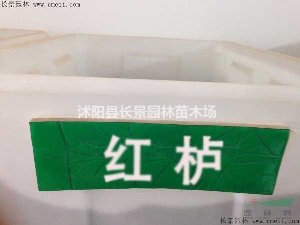 紅櫨種子市場多少錢一斤？紅櫨種子產地在哪里？