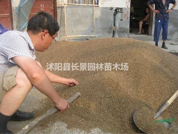 紅櫨種子市場多少錢一斤？紅櫨種子產地在哪里？